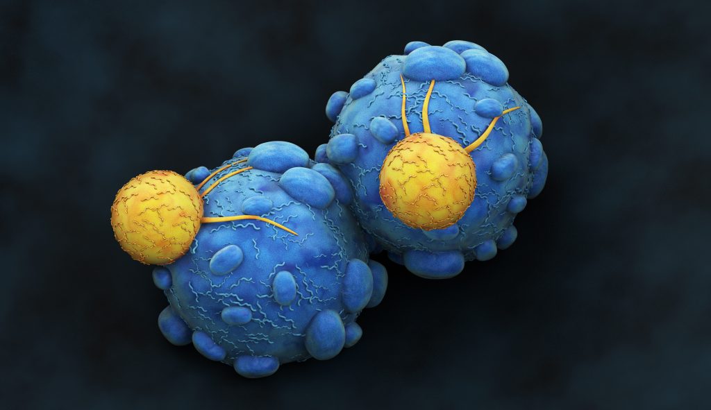Cancer Cell attacked by Killer T-Lymphocyte