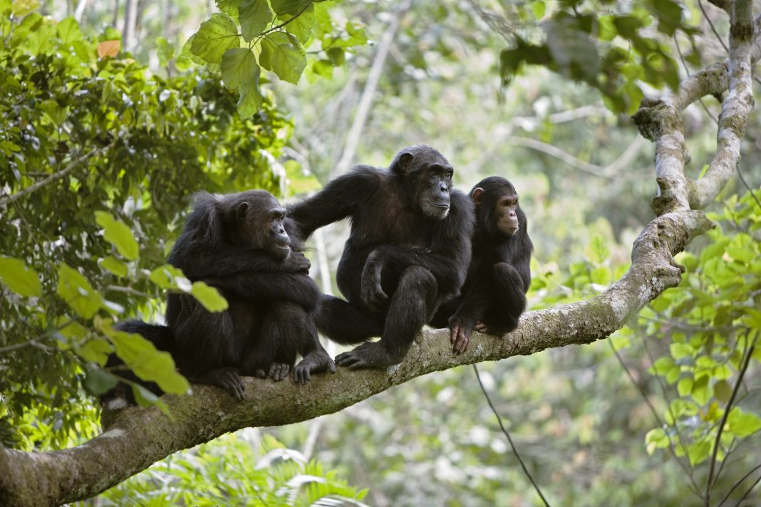 Chimp Family