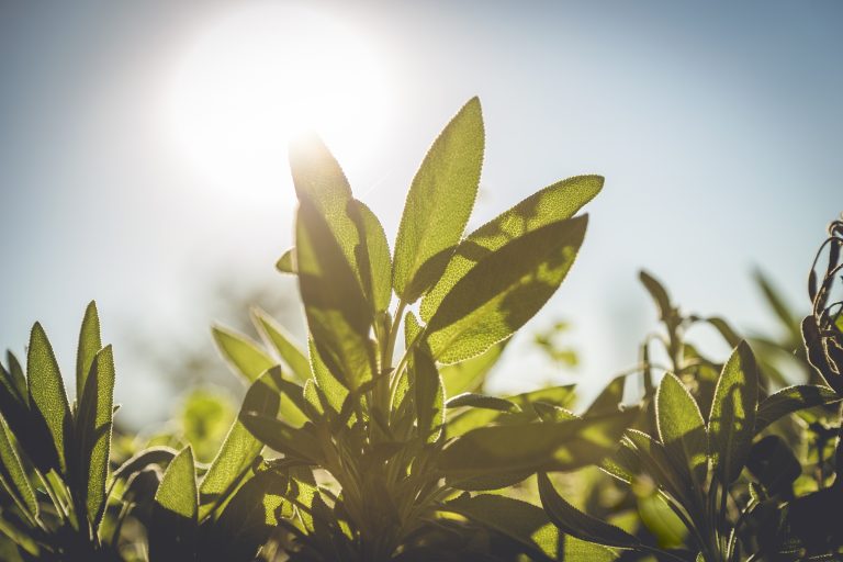 Photosynthesis May Be Improved by the Use of Ancient Enzymes