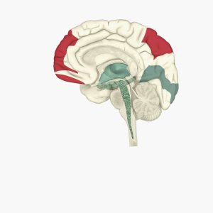 Digital illustration of areas of activity during REM sleep in human brain highlighted in red and green
