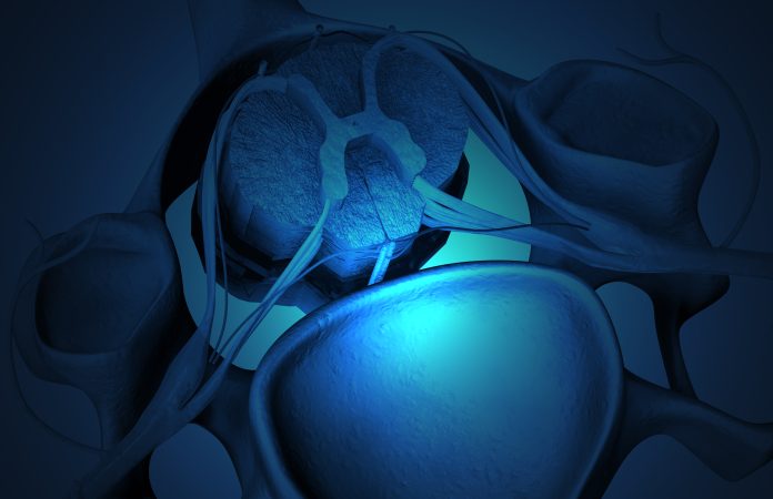 The spinal cord