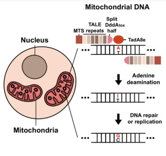 El kit de herramientas de edición del genoma mitocondrial humano se expande