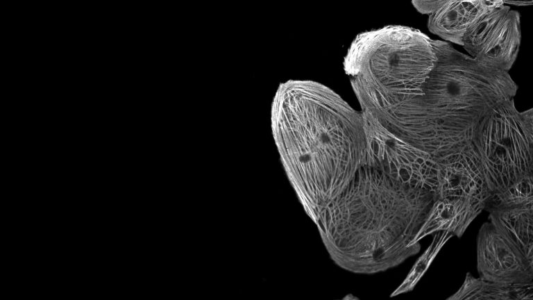New Method Generates Mature Human Heart Cells from Stem Cells