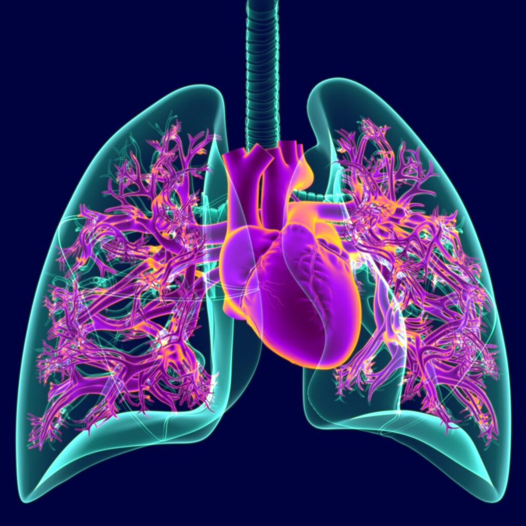 3D Illustration Human Heart With Transparency Lungs