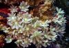 Researchers Take a Deep Dive and Discover Anticancer Compound Found in Soft Corals
