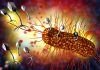 Prophylactic Phage Therapy Protects Mice Against Oral Salmonella Infection Bacteriophage Virus 3D Illustration