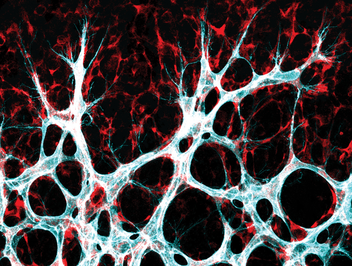 Study Identifies Proteins That Allow Blood Vessels to Grow