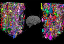 3D EM Uncovers Differences in Neural Circuits of Mice, Monkeys, and Humans