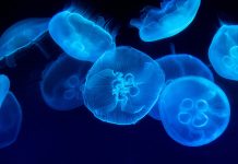 Jellyfish Sting Mechanism Unveiled; Could Help Design Future Delivery Devices