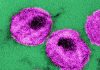 Study Shows How Key HIV Protein Functions to Form Infectious Virus