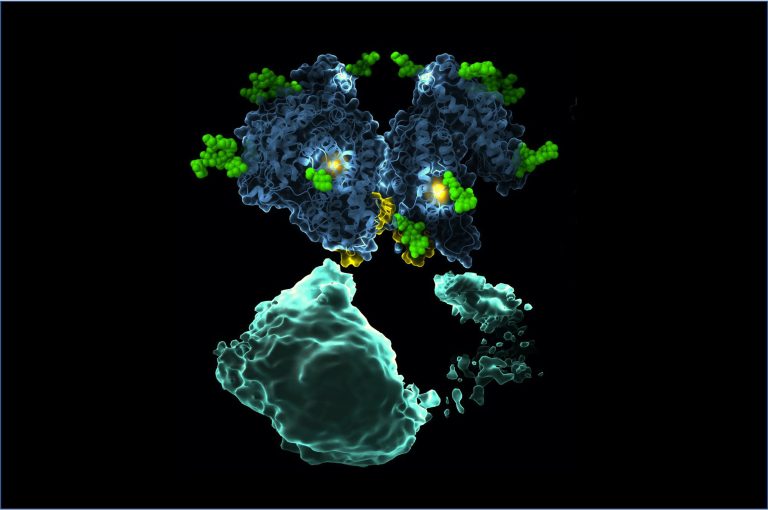 Cryo-EM Structures of a Key Hypertension Protein to Aid Drug Design