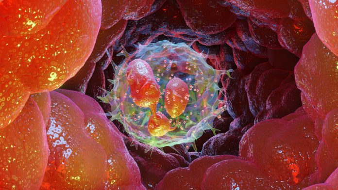 Getty_1330665914_Neutrophil White Blood Cell