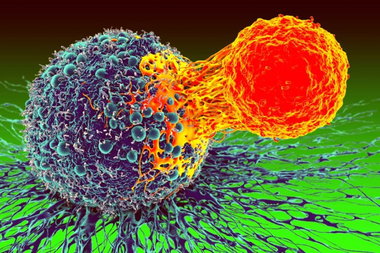 Novel Insights on How Immune Cells Respond to Cancer Cells Uncovered