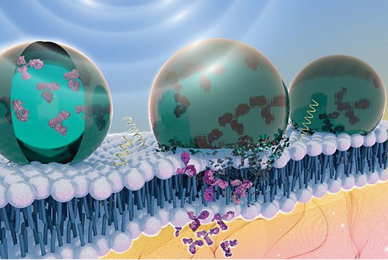 Nanomaterial Fate and Behavior in Biosystems Analyzed Via Comprehensive Workflow