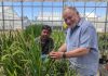 CRISPR-Engineered Rice Enhances the Natural Production of Fertilizer