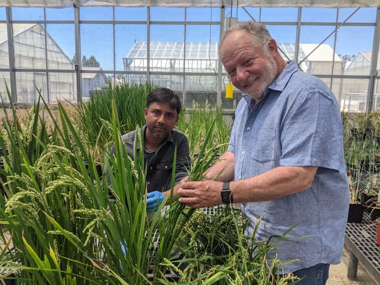 CRISPR-Engineered Rice Enhances the Natural Production of Fertilizer