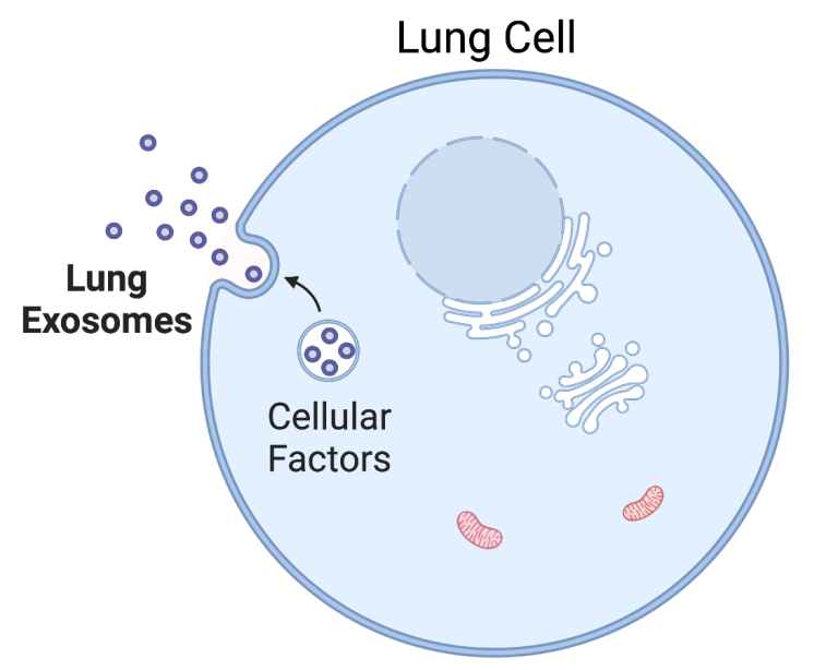 Exosomes Could Improve Inhaled Therapeutics