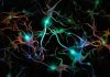 Study Shows How Microglia Change Their State to Adapt to Different Areas of the Brain