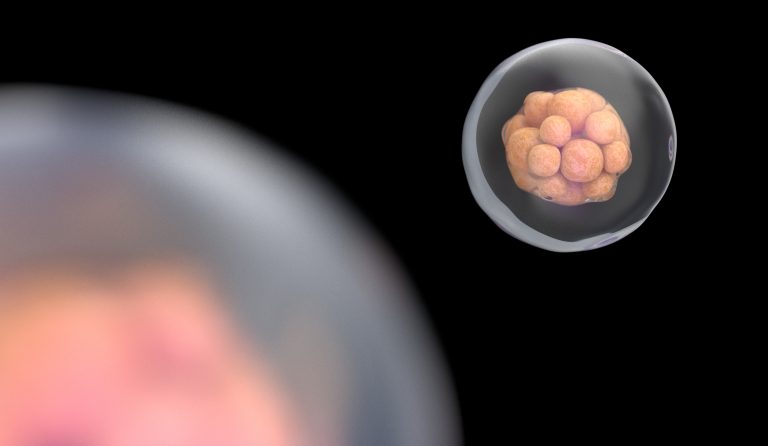 Human Embryos Produced by Spindle Transfer Develop (Mostly) Normally