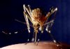 Hijacking of Insect Sperm by Microbes Could Inspire Disease Vector Control