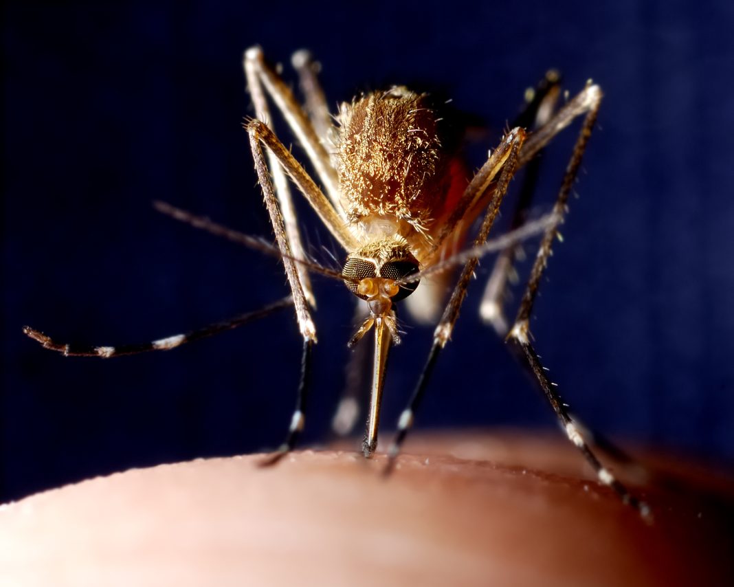 Close up of mosquito on human skin