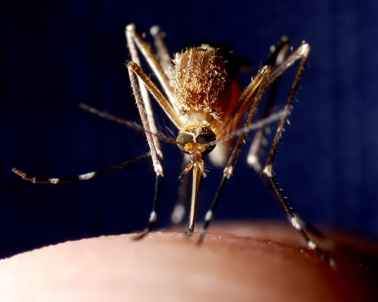 Malaria Infection May Be Prevented by Novel Molecule