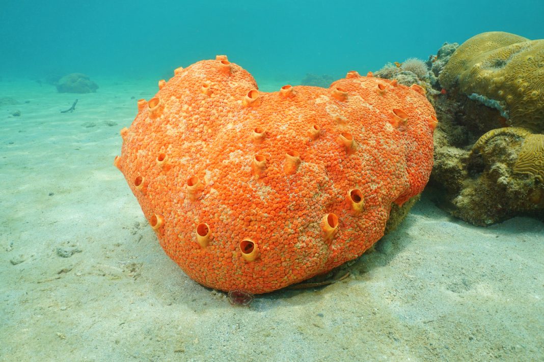 Sea life red boring sponge Cliona delitrix