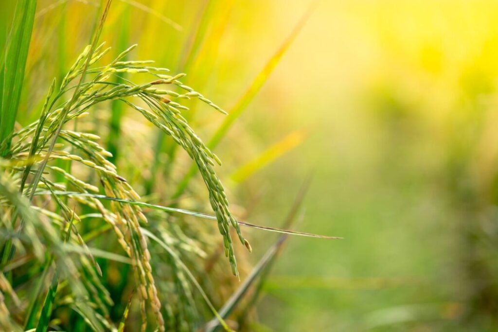 Rice Plant In Open Field Rice Cultivation For Industry Organic Rice Cultivation