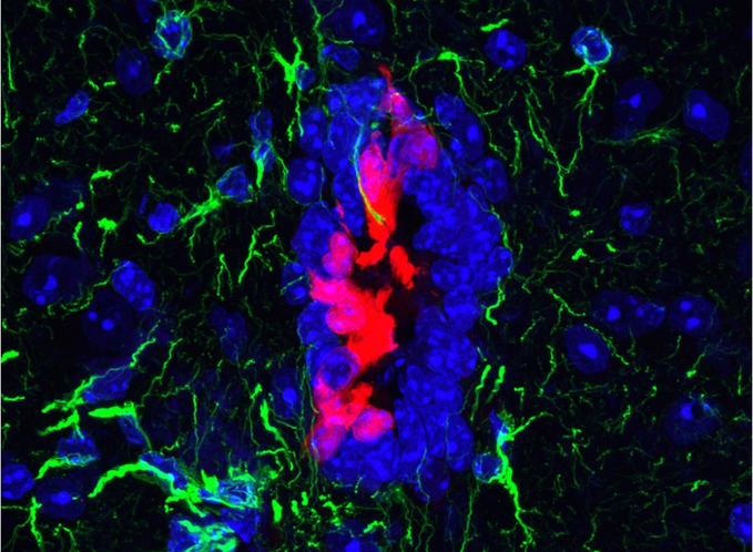 Cells with Regenerative Potential Identified in CNS of Mice