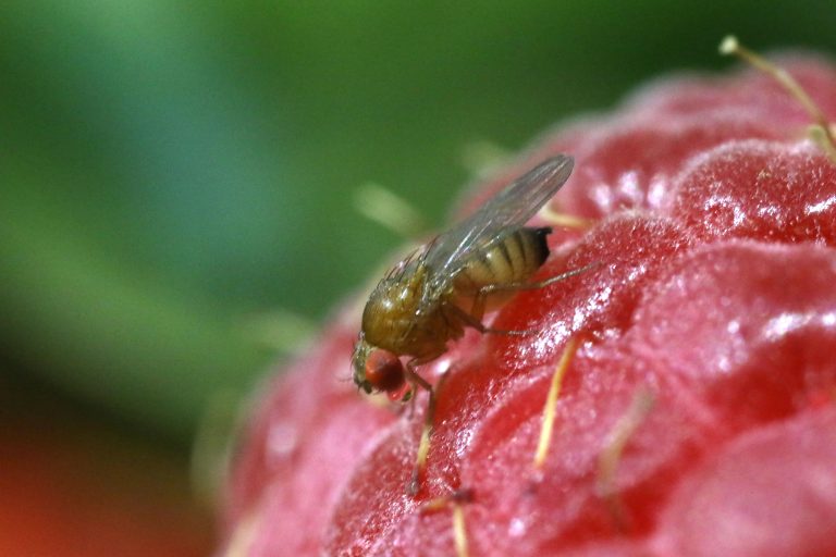 Environment Friendly CRISPR Technology Could Check Crop Pests