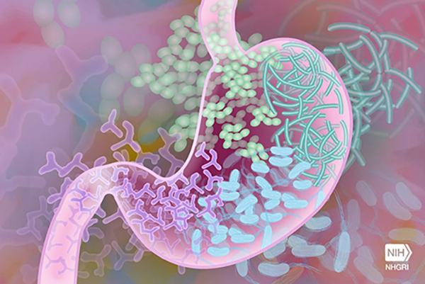 Mining Host Immune Memory to Track Errant Gut Bacteria
