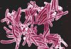 Durability of Tuberculosis Drug Increased through New Formulation