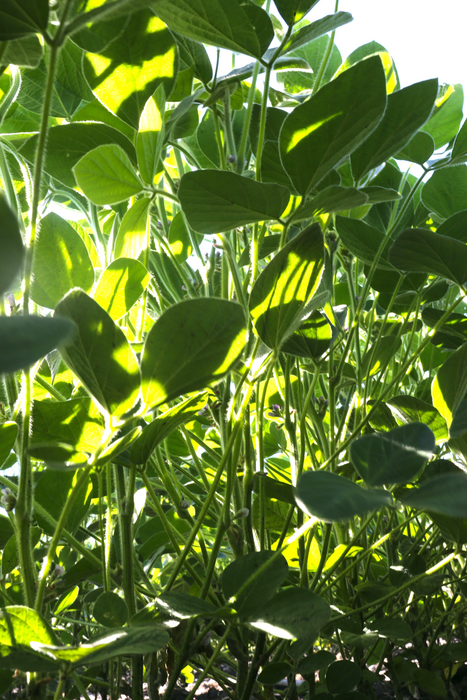 Bioengineering Better Photosynthesis Increases Yields in Important Food Crop