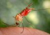 Genetically Modified Mosquitoes Stunt Malaria Parasite Growth, Prevent Transmission