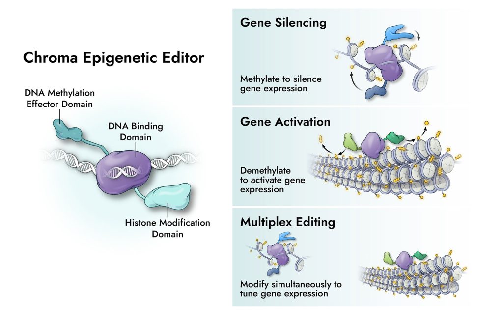 Chroma Medicine's programmable epigenetic editors illustration