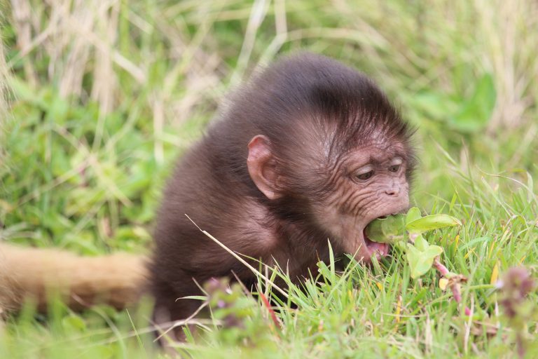 Wild Primate Shows Maternal Effects Essential to Gut Microbial Development