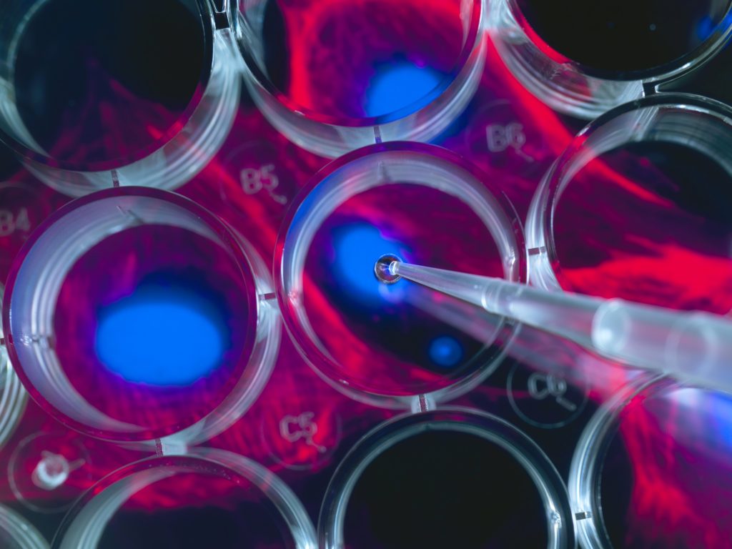 Stem cell