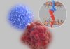 Checkpoint Dimer May Toggle between Anticancer and Antiautoimmune Action