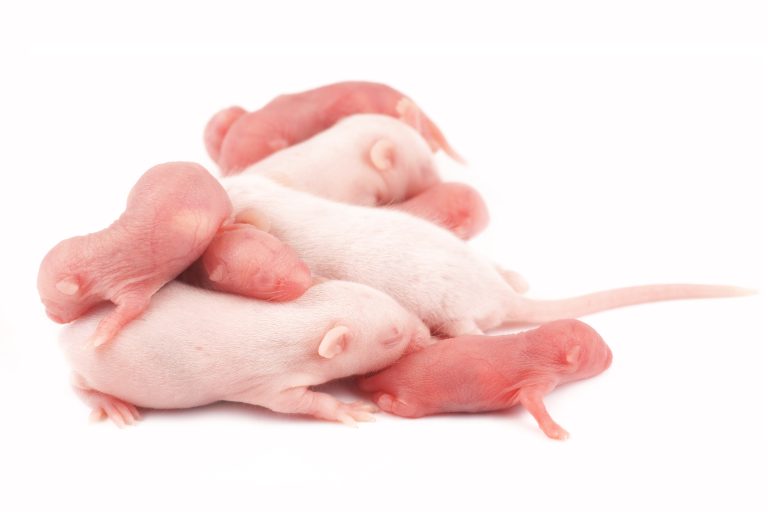 Antibiotics Given to Neonatal Mice Have Long-Term Effects on Microbiota and Gut Function