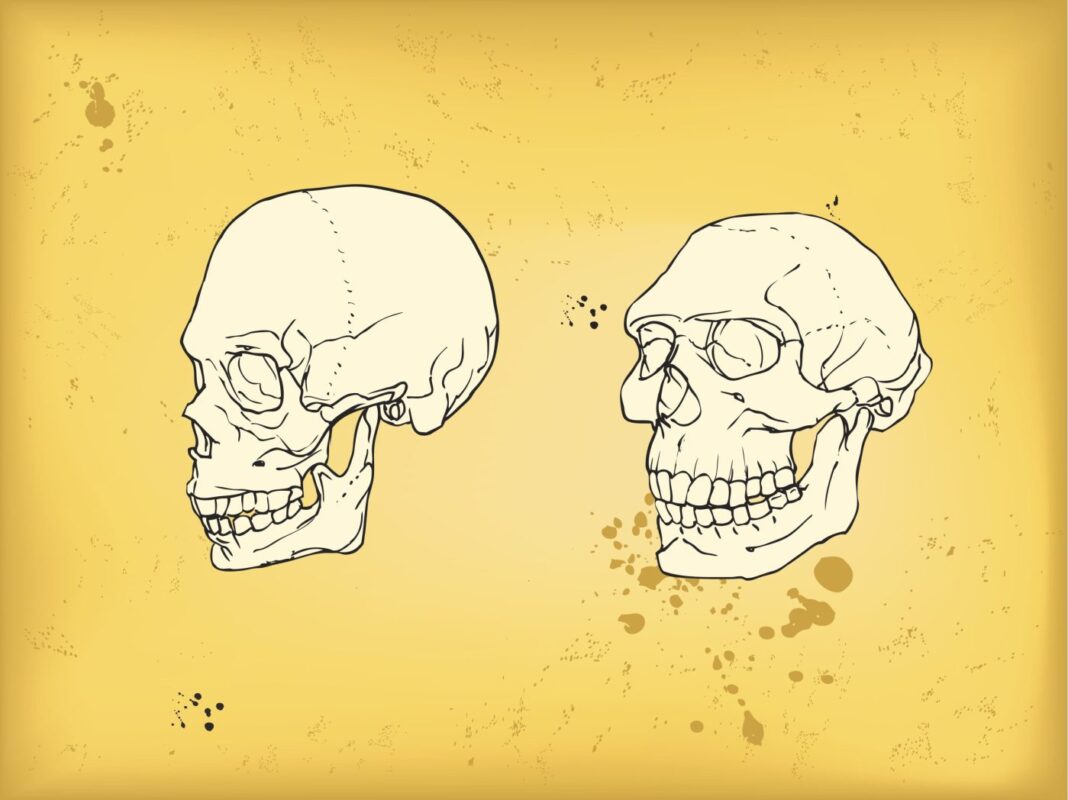 Human and neanderthal skull