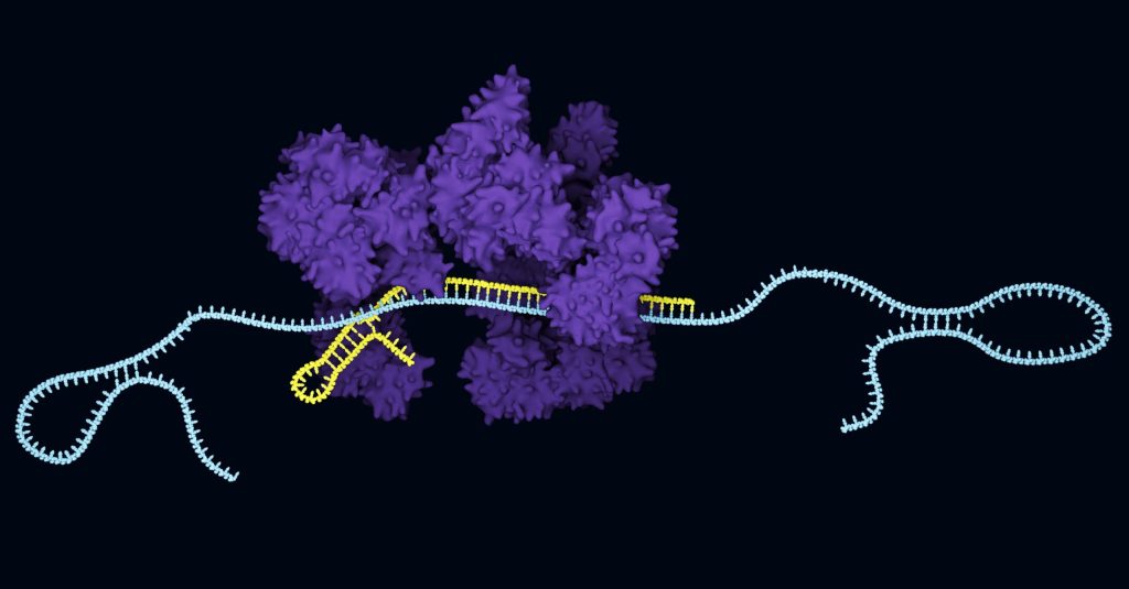 CRIPSR-Cas13a