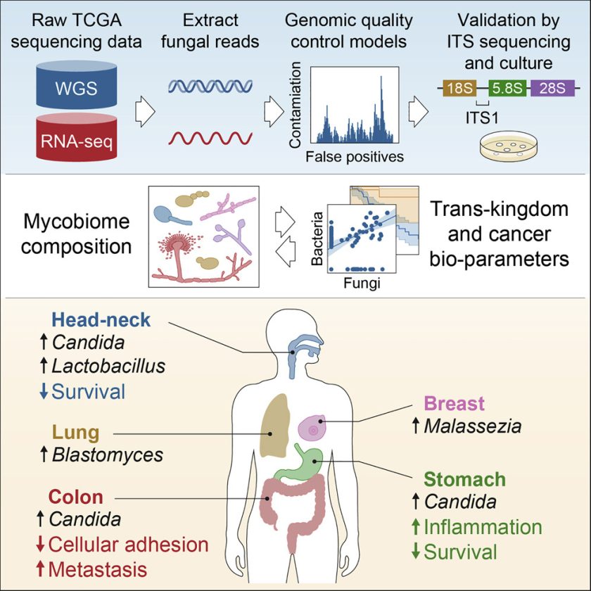 Tumor Associated Fungal Signatures May Offer Diagnostic Insights