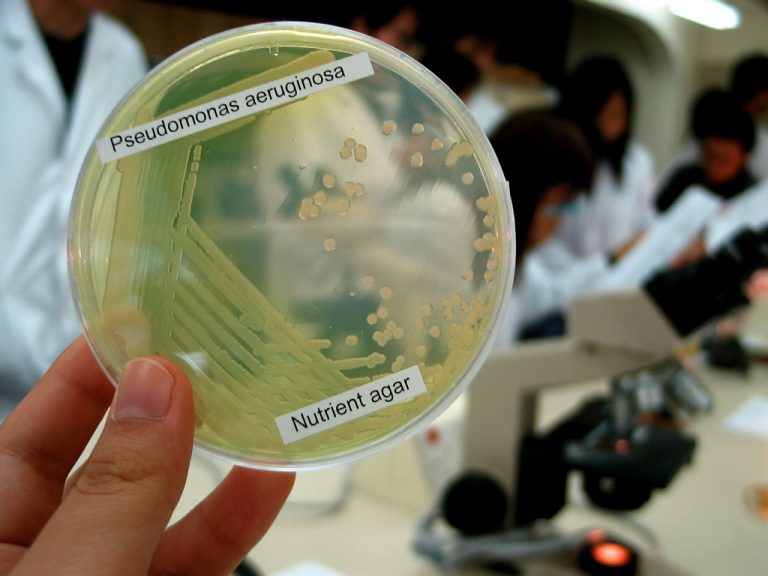 Discovery of Bacterial Toxin Could Lead to New Antibiotics