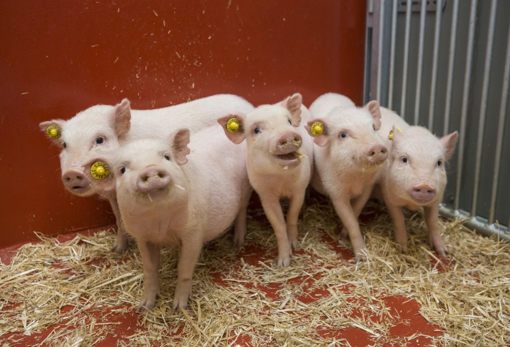 Minipigs