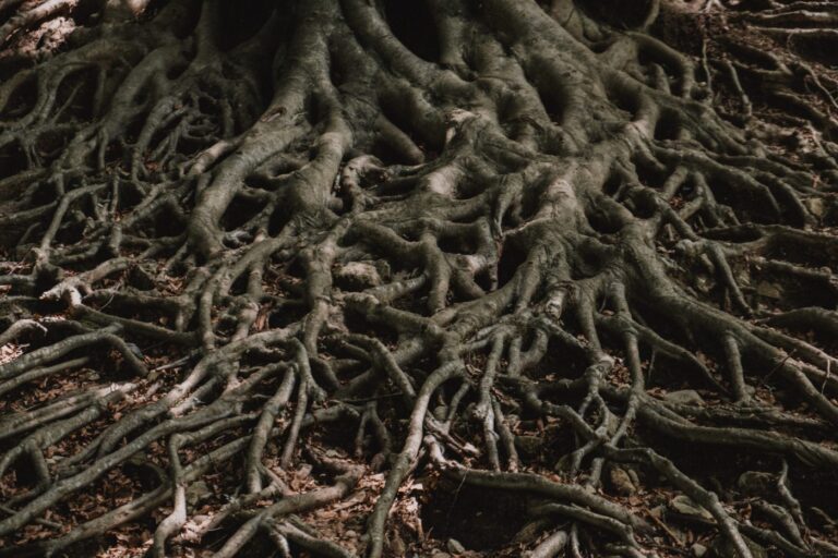 Genes That Make Roots Grow Toward Gravity Identified Using Machine Vision