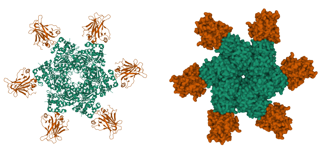 Structure of the oncoprotein SV40 large T antigen hexamer (green) and p53 tumor suppressor (brown) complex. 3D cartoon and Gaussian surface models, PDB 2h1l, white background