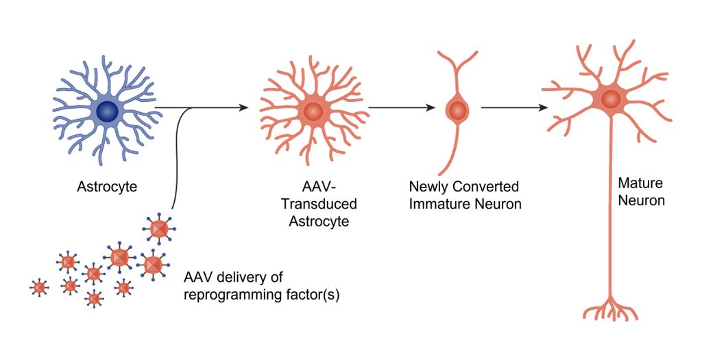 astrocyte-to-neuron (AtN) platform diagram