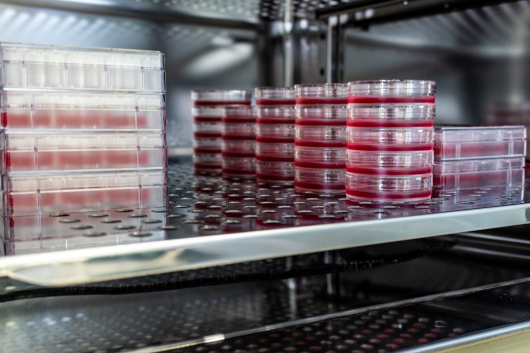 Cell culture dishes in incubator