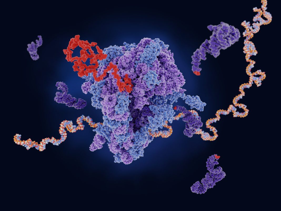 Ribosome translating messenger RNA into a polypeptide chain