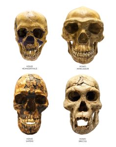 Fossil skull of Homo Erectus, Sapiens, Neanderthalis and Antecessor
